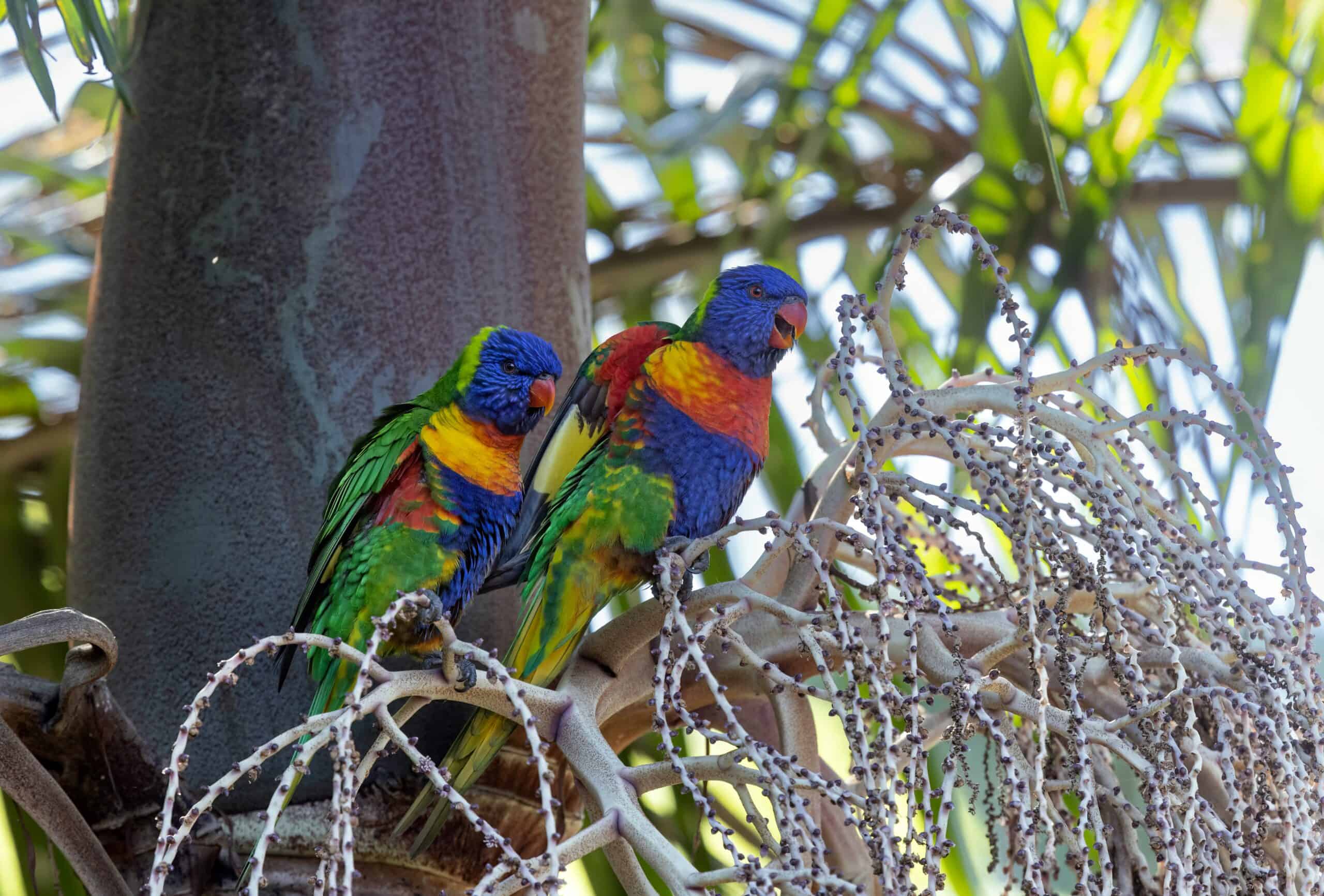 Parrots - Softwire