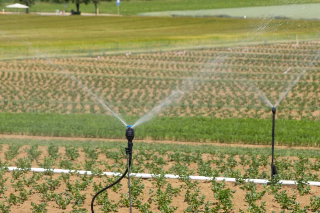 Irrigation sprinklers watering rows of young crops in an agricultural field, with green plants arranged in neat lines across gently sloping farmland.