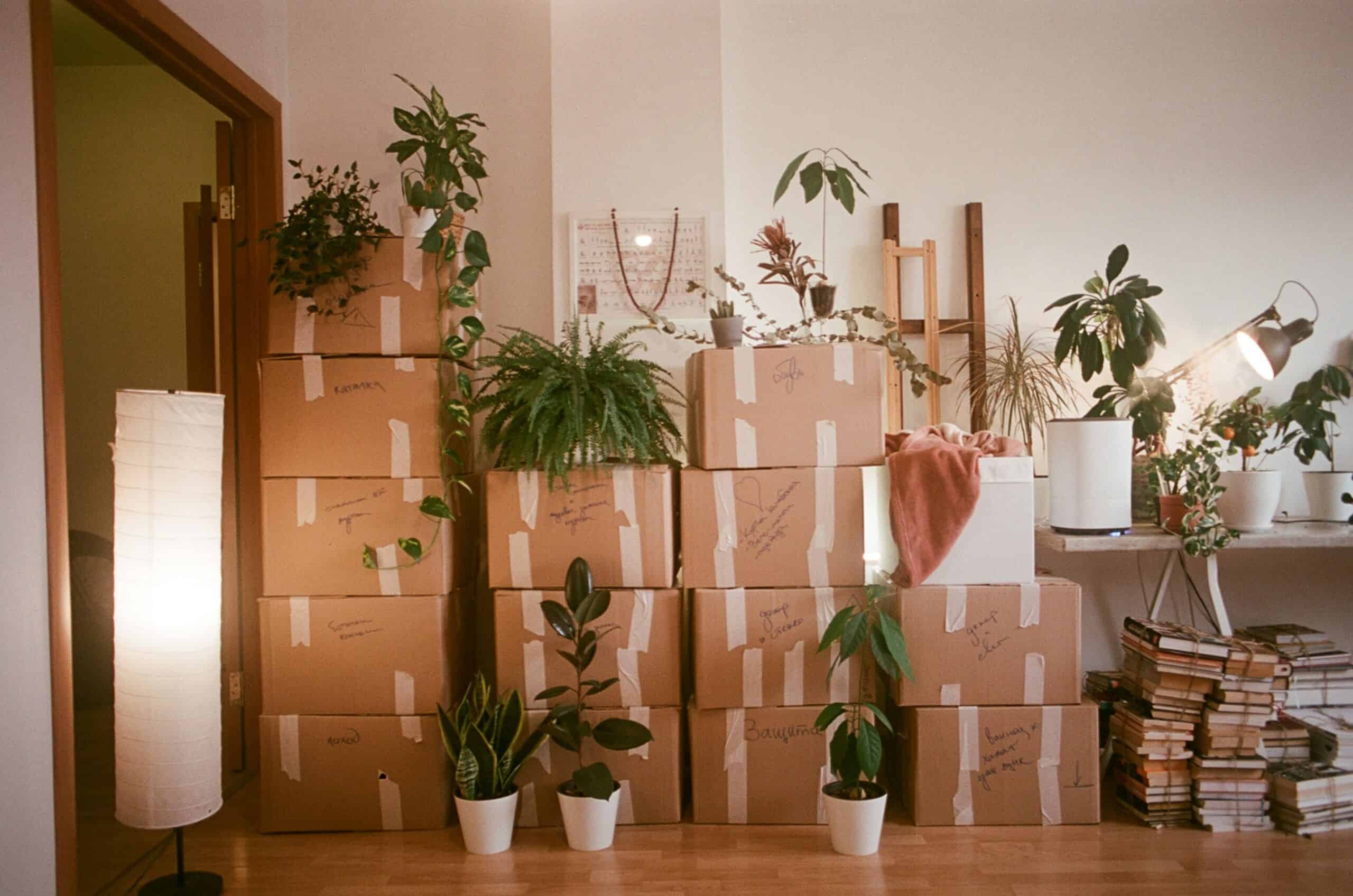 Stacked cardboard delivery boxes filling a living room, surrounded by houseplants and home decor, creating a cluttered, chaotic scene.
