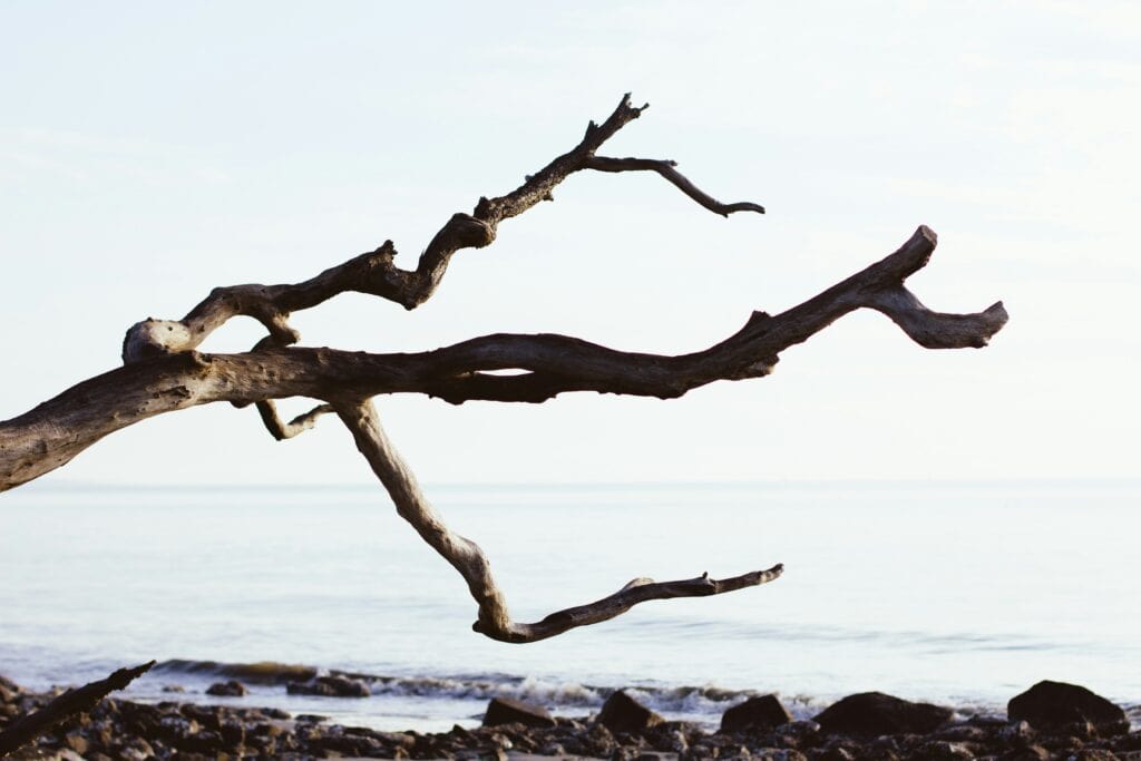 Weathered tree branch extending horizontally over a rocky shoreline, with calm sea and pale sky in the background
