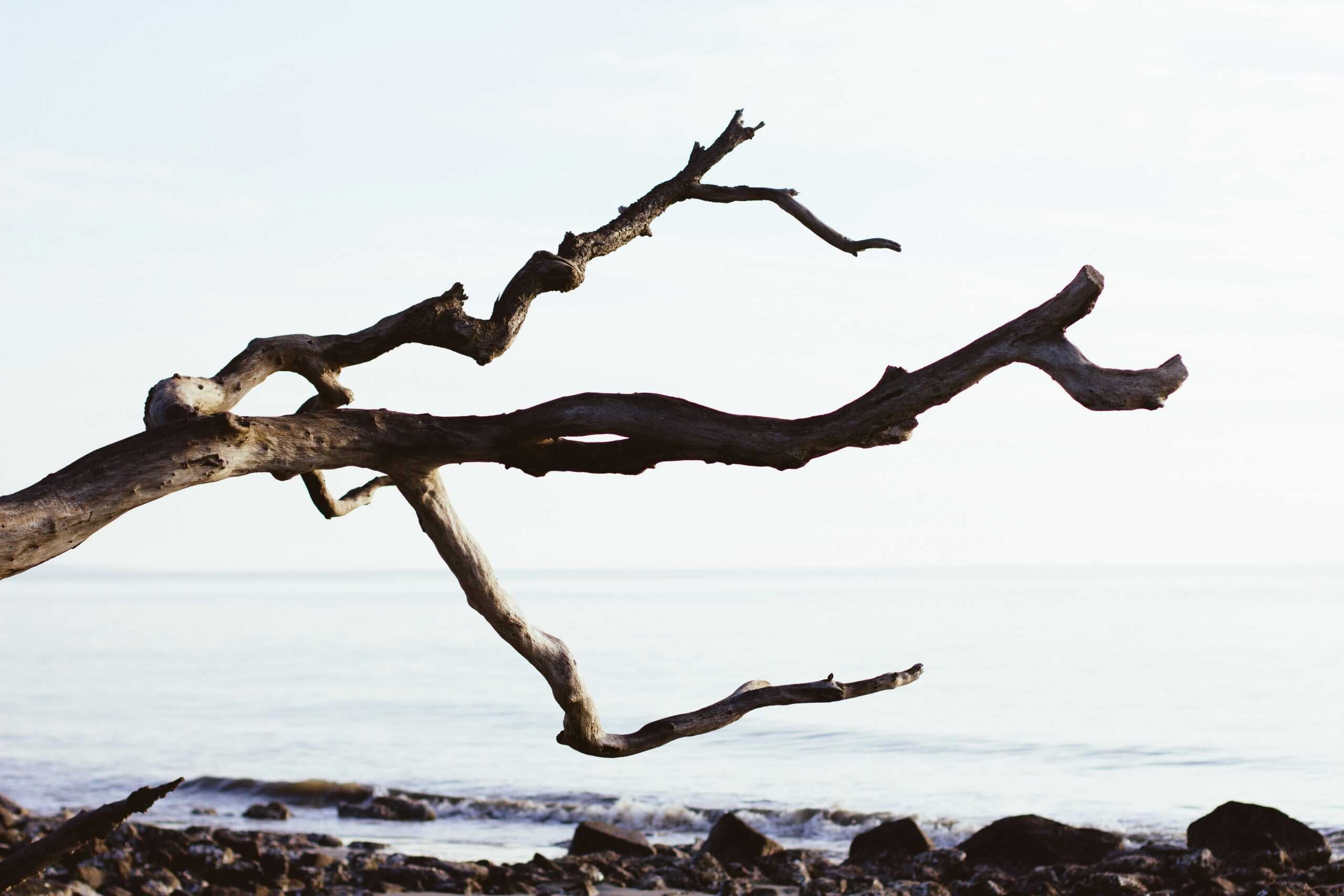 Weathered tree branch extending horizontally over a rocky shoreline, with calm sea and pale sky in the background